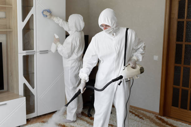 Mold Removal Process